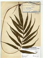 藏品(大線蕨)的圖片